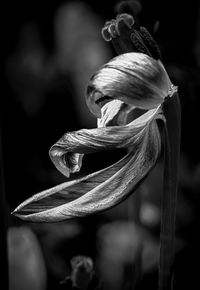 Close-up of plant against blurred background