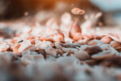 Close-up of shells