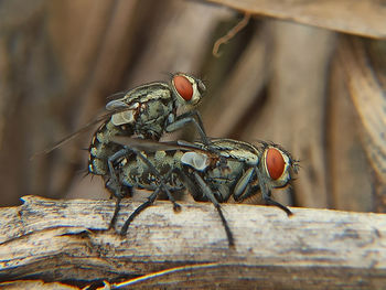 Close-up of fly on wood