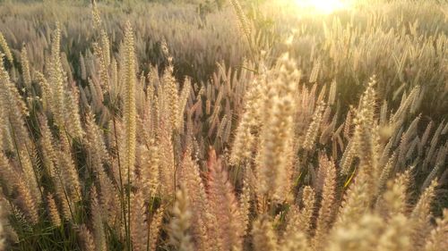 Close-up of stalks in field