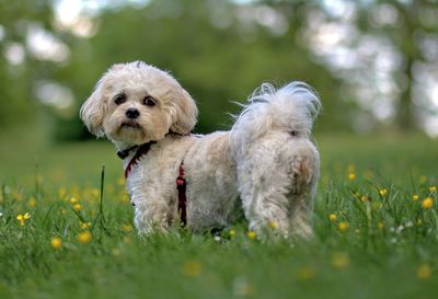 Dog on field