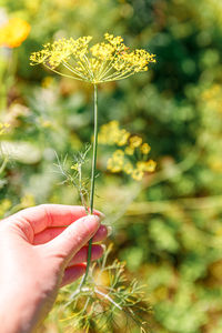 Cropped hand holding plant against red wall