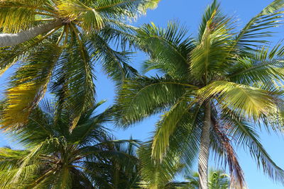 Low angle view of palm trees against blue sky