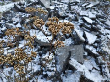 Close-up of dry plant on snow covered land