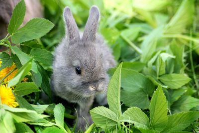 Close-up of a squirrel on leaves