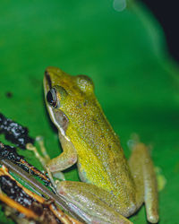 Close-up of frog on leaf