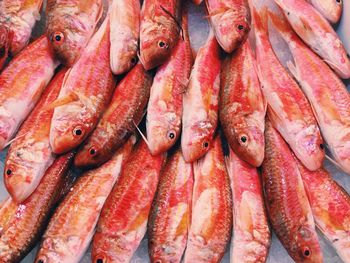 Close-up of fish for sale at market stall