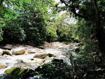 Scenic view of waterfall in forest