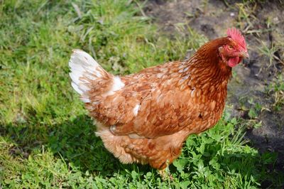 Close-up of rooster on field