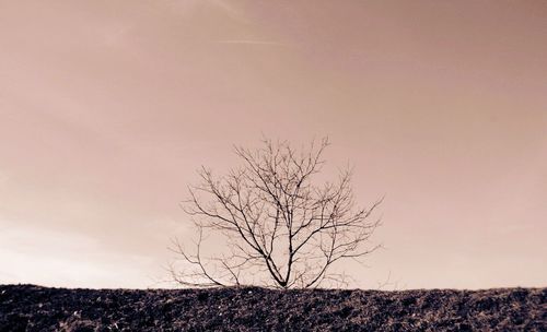 Bare trees on landscape