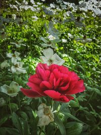 Close-up of red rose flower