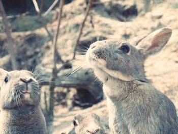 Close-up rabbits looking away