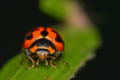 Close-up of ladybug on leaf
