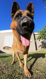 Close-up of a dog