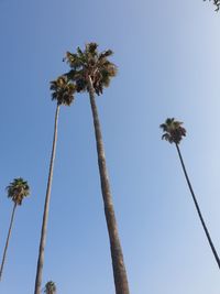 Low angle view of coconut palm tree against clear blue sky