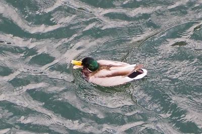 High angle view of man swimming in pool