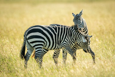 Plains zebra bites another in long grass