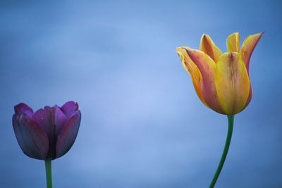 Close-up of a purple and a orange-yellow tulip