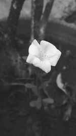 Close-up of white flowers blooming outdoors