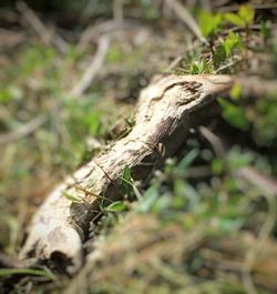 Close-up of tree trunk