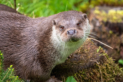 Close-up of an animal