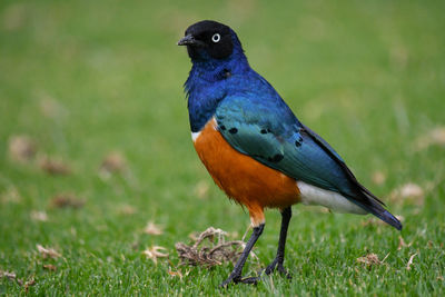 Close-up of bird perching on grass