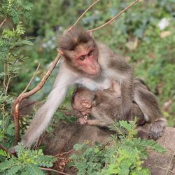 Monkey sitting on tree