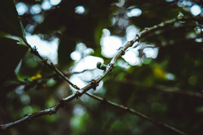 Low angle view of plant on branch