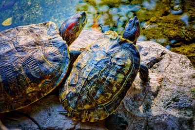 Close-up of turtle on rock
