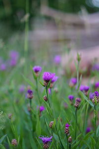 Close-up of purple flowering plant