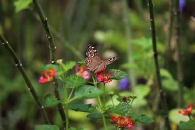 butterfly