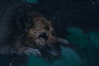 Close-up of dog looking away