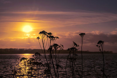 Silhouette plants against sky during sunset