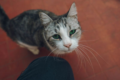 Close-up portrait of a cat