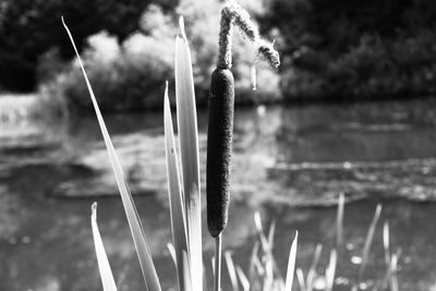 Close-up of plant against blurred background