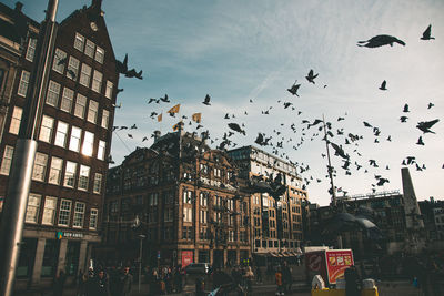 Low angle view of birds flying in city