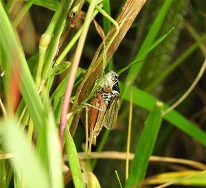 Close-up of insect on grass