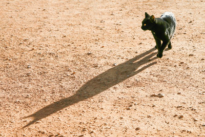 High angle view of dog on field