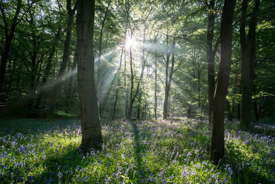 Sunlight streaming through trees in forest