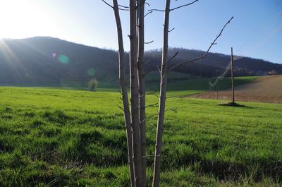 Scenic view of field against sky