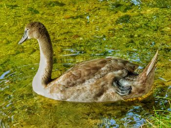 Close up of animal in pond