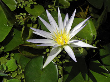 Close-up of white flower blooming outdoors