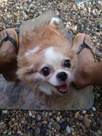 Midsection of person with dog on pebbles