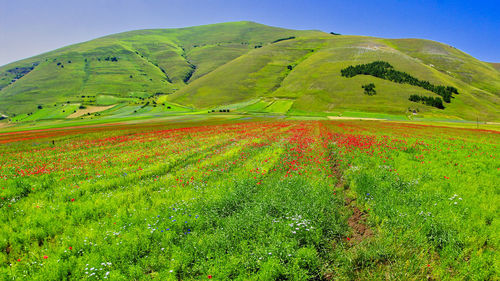 Scenic view of field against sky