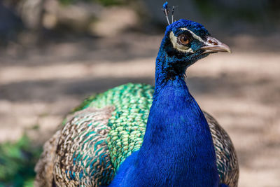 Close-up of peacock