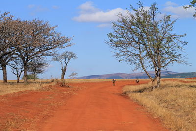 Road amidst bare trees against sky