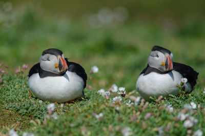 Close-up of birds on field