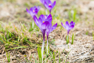 Close-up of purple crocus flowers on field
