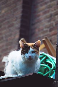 Portrait of cat sitting outdoors