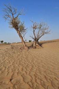Bare tree on desert against sky